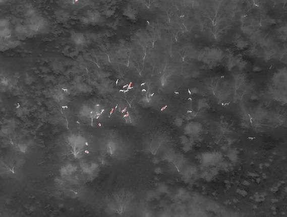 DJI_20260209213517_0009_T.JPG