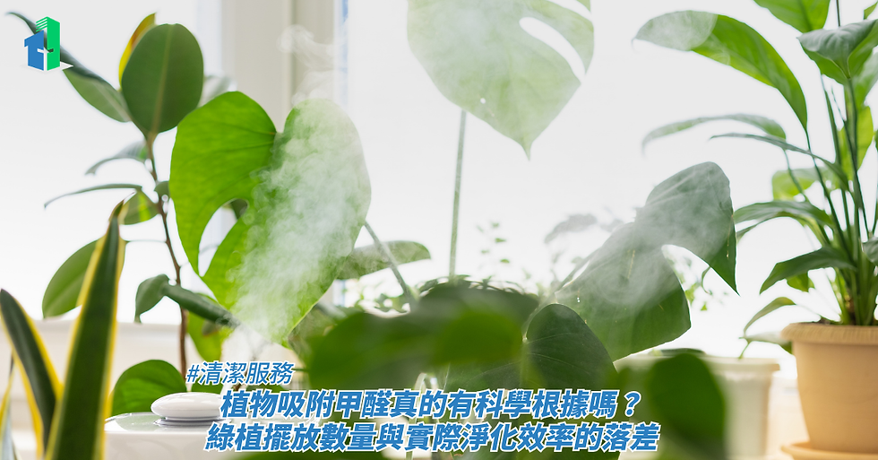 植物吸附甲醛真的有科學根據嗎？綠植擺放數量與實際淨化效率的落差