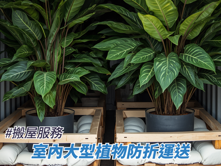 室內大型植物防折運送