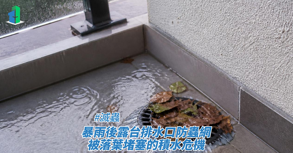 暴雨後露台排水口防蟲網被落葉堵塞的積水危機