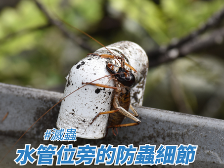 水管位旁的防蟲細節