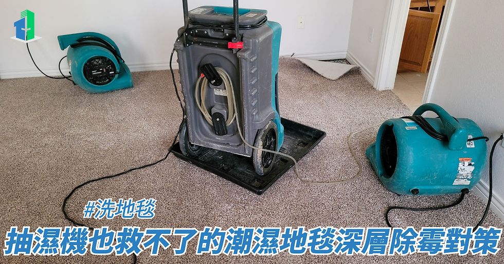 抽濕機也救不了的潮濕地毯深層除霉對策