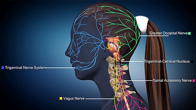 Trigeminal Neuralgia Nerves