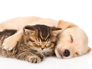 The Benefits of Cuddle Buddies