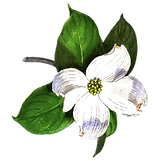 dogwood.png