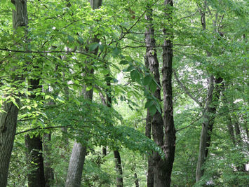 ホリルティックヘルス塾基本講座のご案内