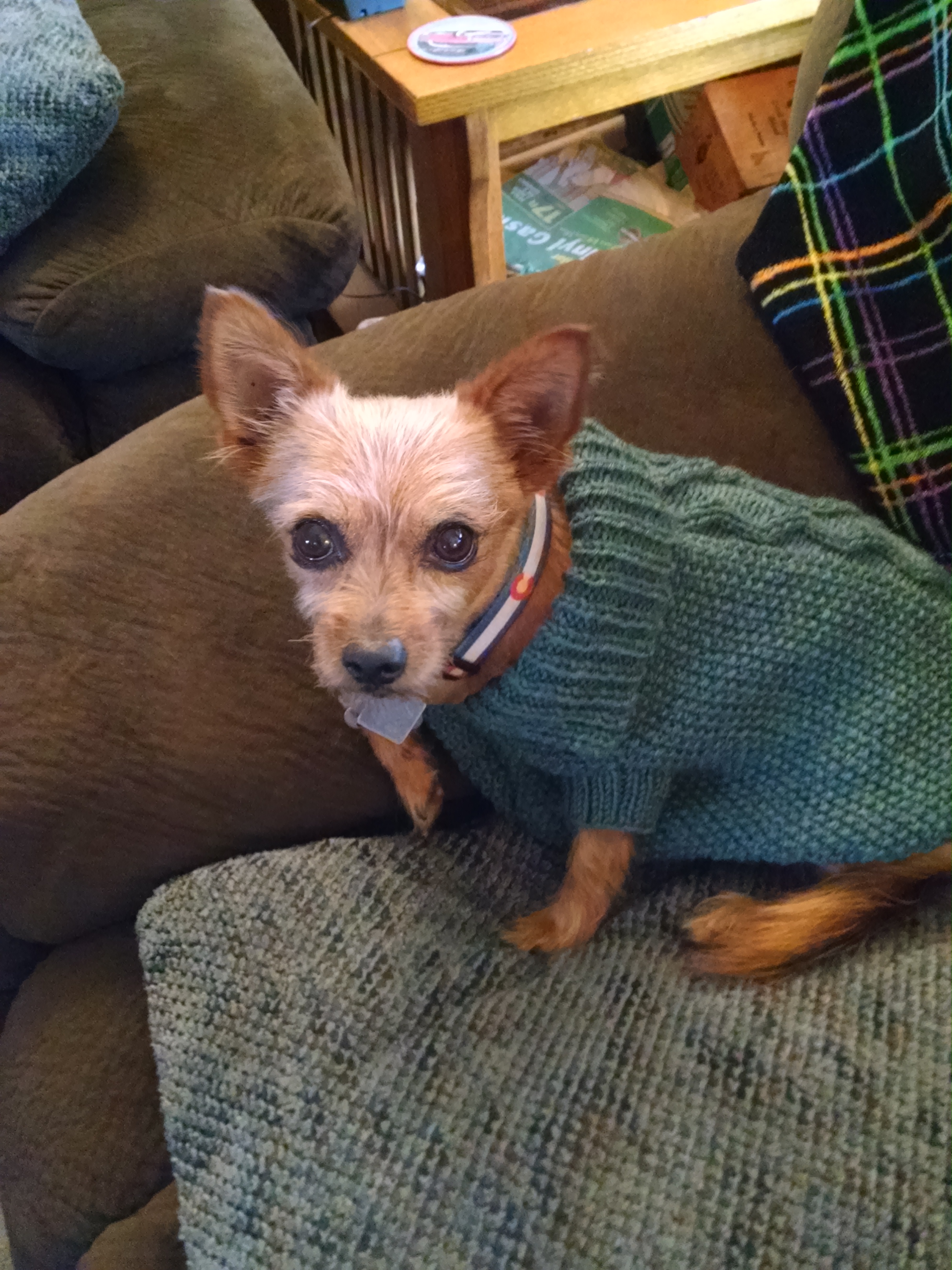 Maggie's Dog Jacket Paton's DK