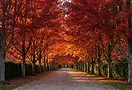 Canadian_Maple_collection_2.webp