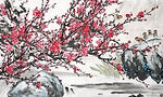 plum-blossom-on-white-backgroundtraditional-260nw-214815154.jpg