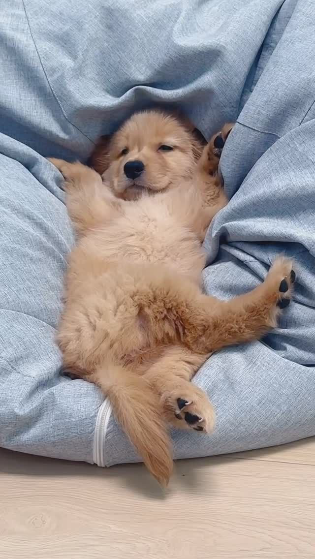 A babdy golden retriever laying down on a blue ottoman