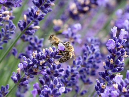The Bees Are Back: Why Pollination Season Matters