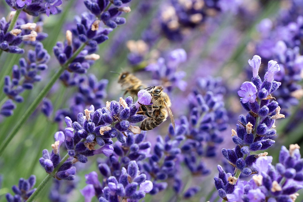 The Bees Are Back: Why Pollination Season Matters