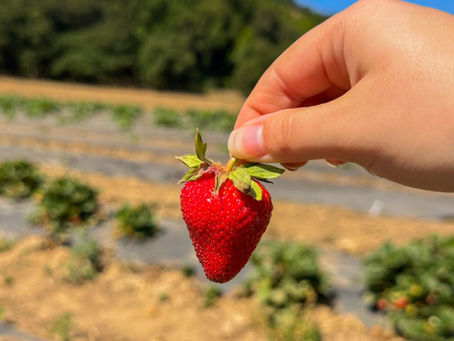 What’s Growing This Summer at 46 Ranch? From Strawberries to Local Honey