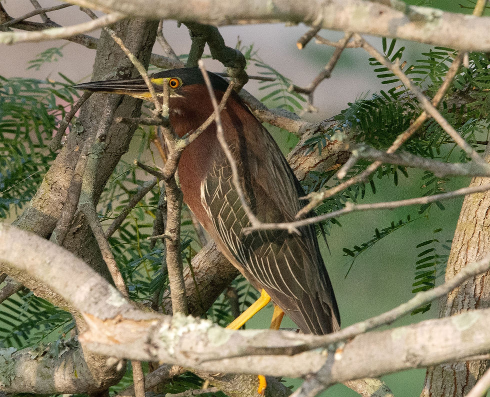27s_greenheron250 copy