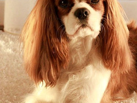 Perro Pequeño