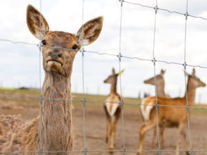 Fencing Matters: Protecting Your Farm, Livestock, and Markets