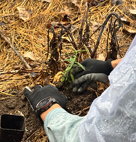 Volunteer planting a California native plant in a restored area of Temescal Canyon Gateway Park.