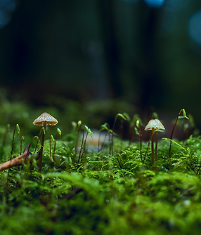 Mushroom.png