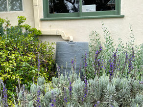 A gray rain barrel sits tucked below a downspout against a beige house, surrounded by dense lavender and green shrubs in the front garden.