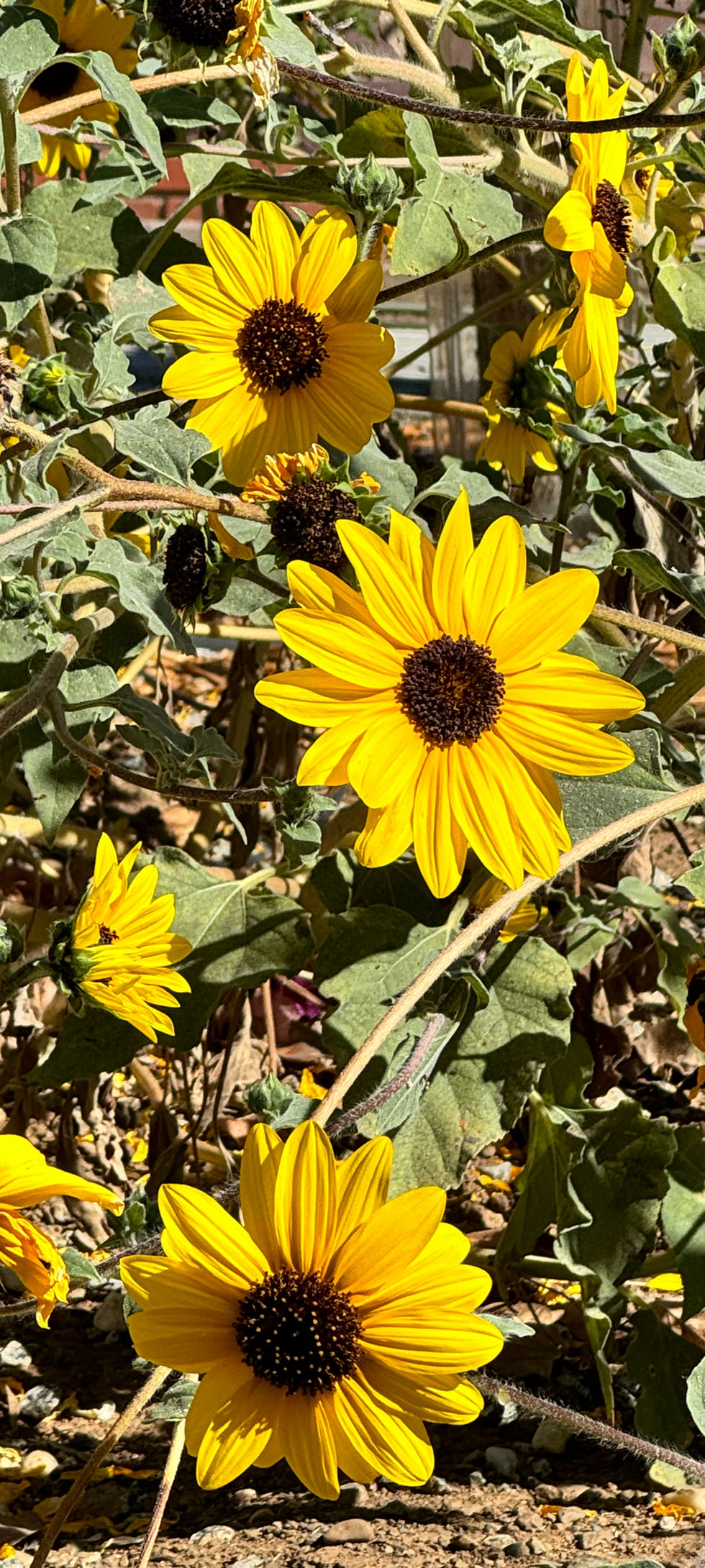 California Sunflower - Helianthus Californicus