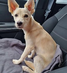 IMG_20260211_203200_527 (1).jpg