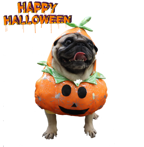 Pumpkin Dog Costume