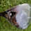 Thumbnail: NEW Cobra DS-ADAPT X 3 Fairway Wood LH Graphite Stiff 43.5" Lamkin Grip