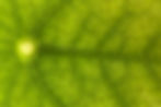 Close-up of a green leaf showing veins and cells, with a bright spot in the center. The texture is detailed and vibrant. No text visible.