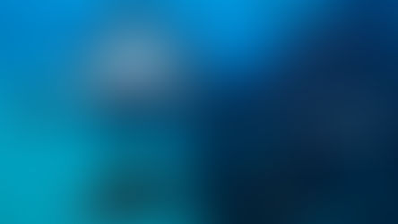 Les raies en Polynésie