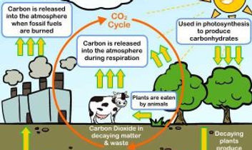 Sources-of-carbon-dioxide-gas-17-300x250.jpg