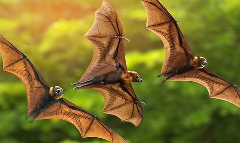 Bats.jpg