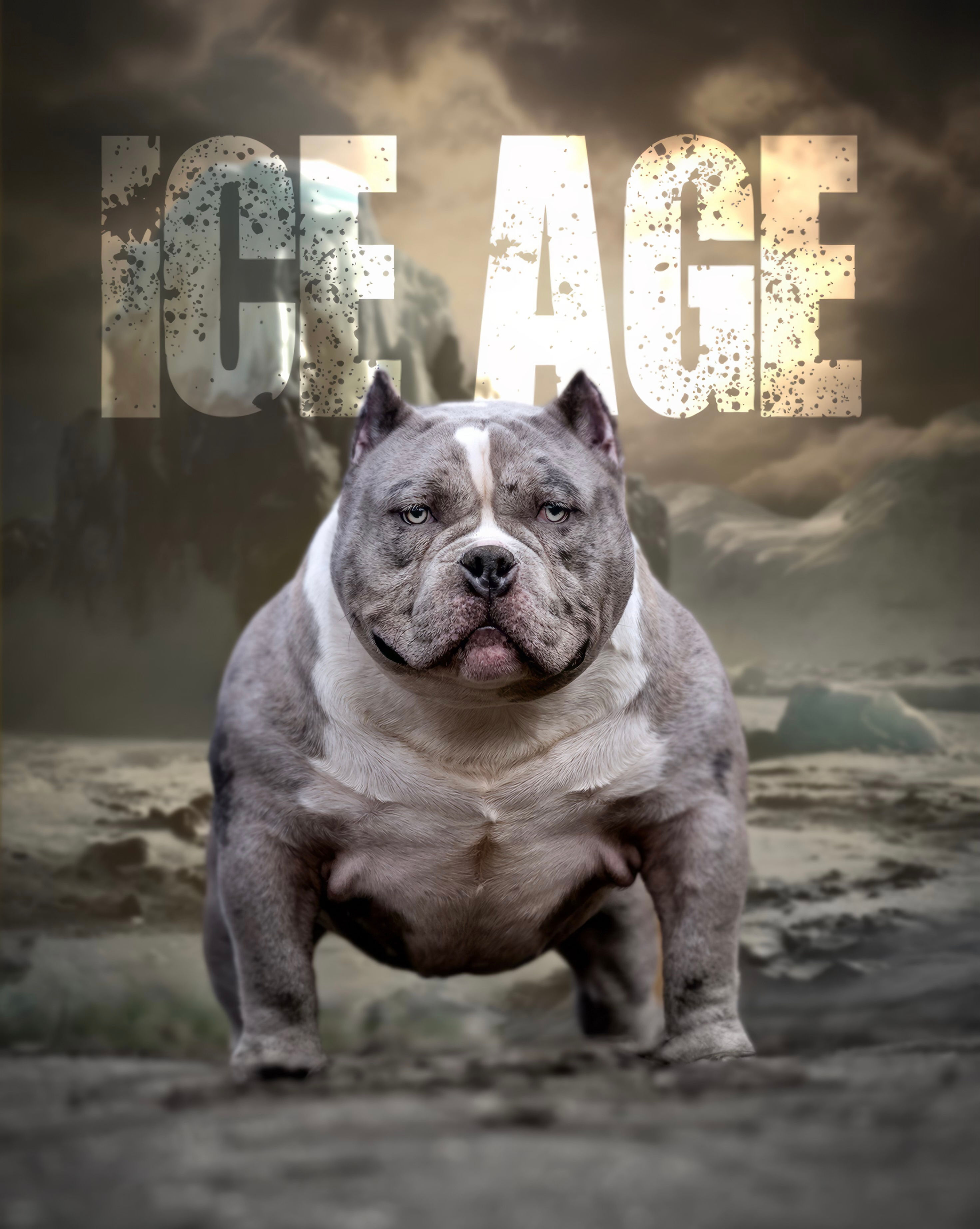 SSS Bullies Ice Age of RBC - STUD Service Only - $2,500 USD