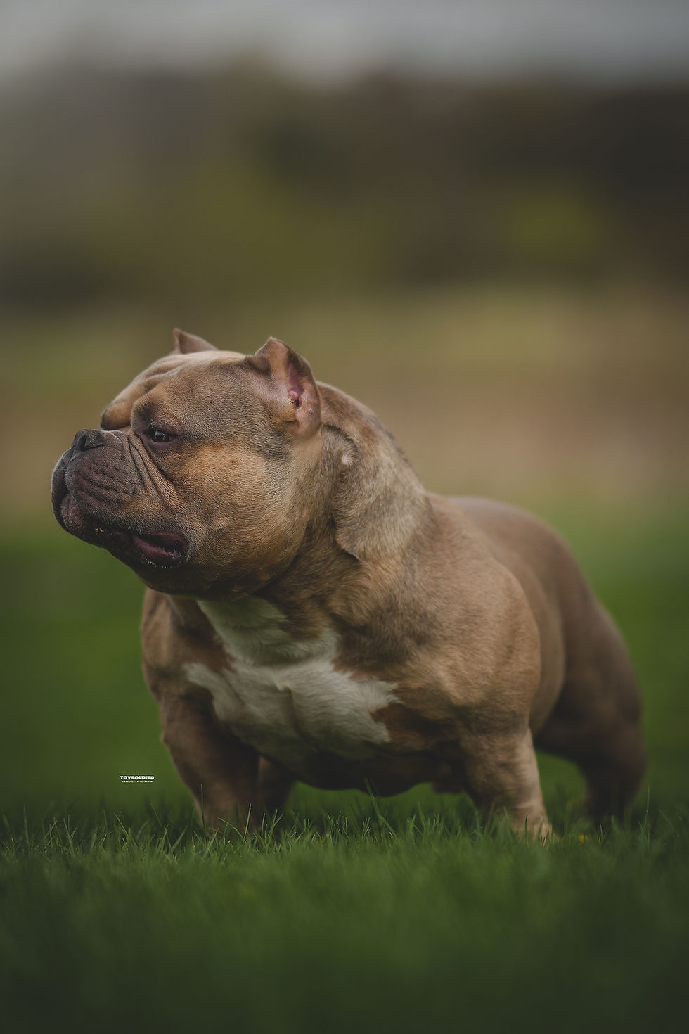 Thumbnail: SSS Bullies Titan - STUD Service Only - $3,500 USD