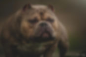 SSS Bullies Titan - STUD Service Only - $3,500 USD