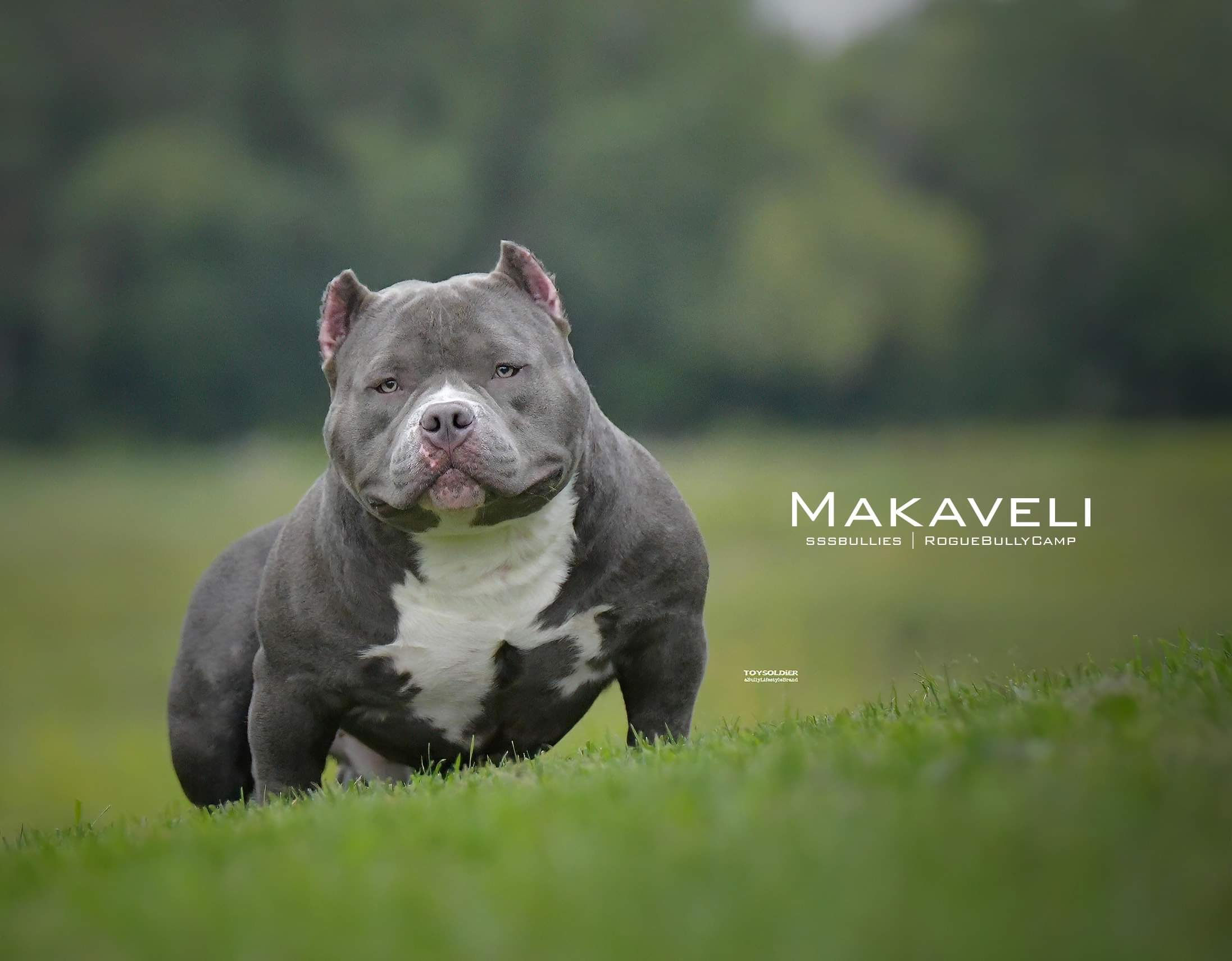 SSS Bullies - Makaveli of RBC - STUD Service Only - $4,000 USD