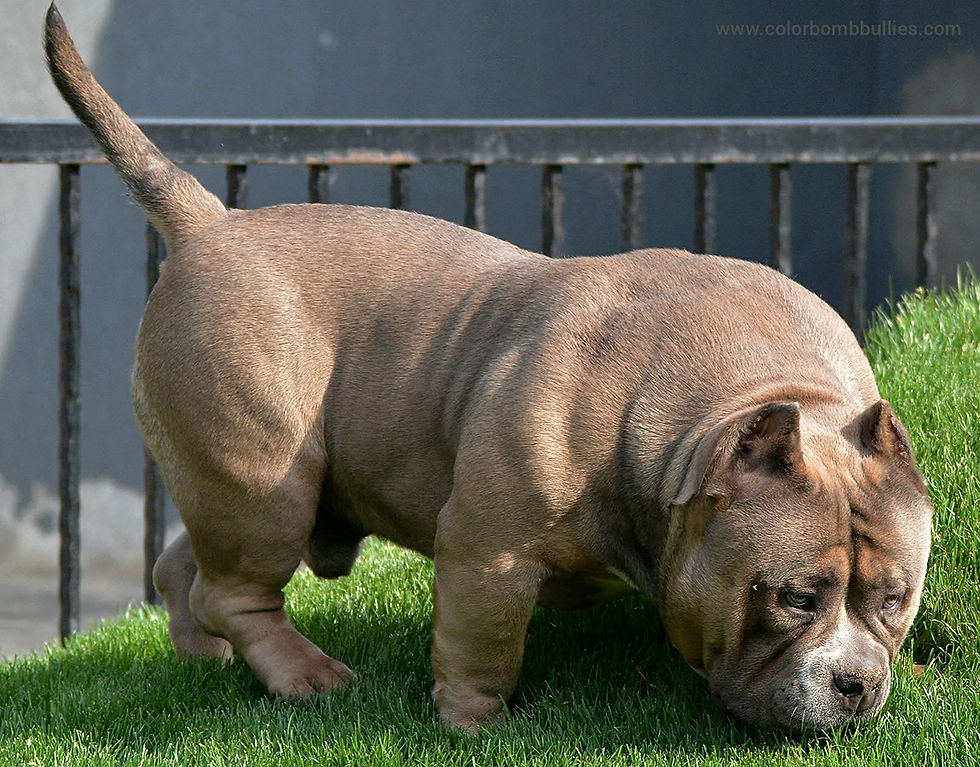 Thumbnail: Color Bomb Bullies Mutant 1 - STUD Service Only - $3,500 USD
