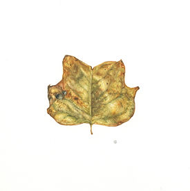 foglia albero tulipani.jpeg