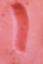 fraise.jpg