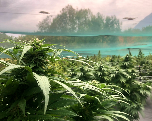 Campo a Trontano di canapa ossolana stagione 2022