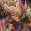 Thumbnail: Astilbe Package
