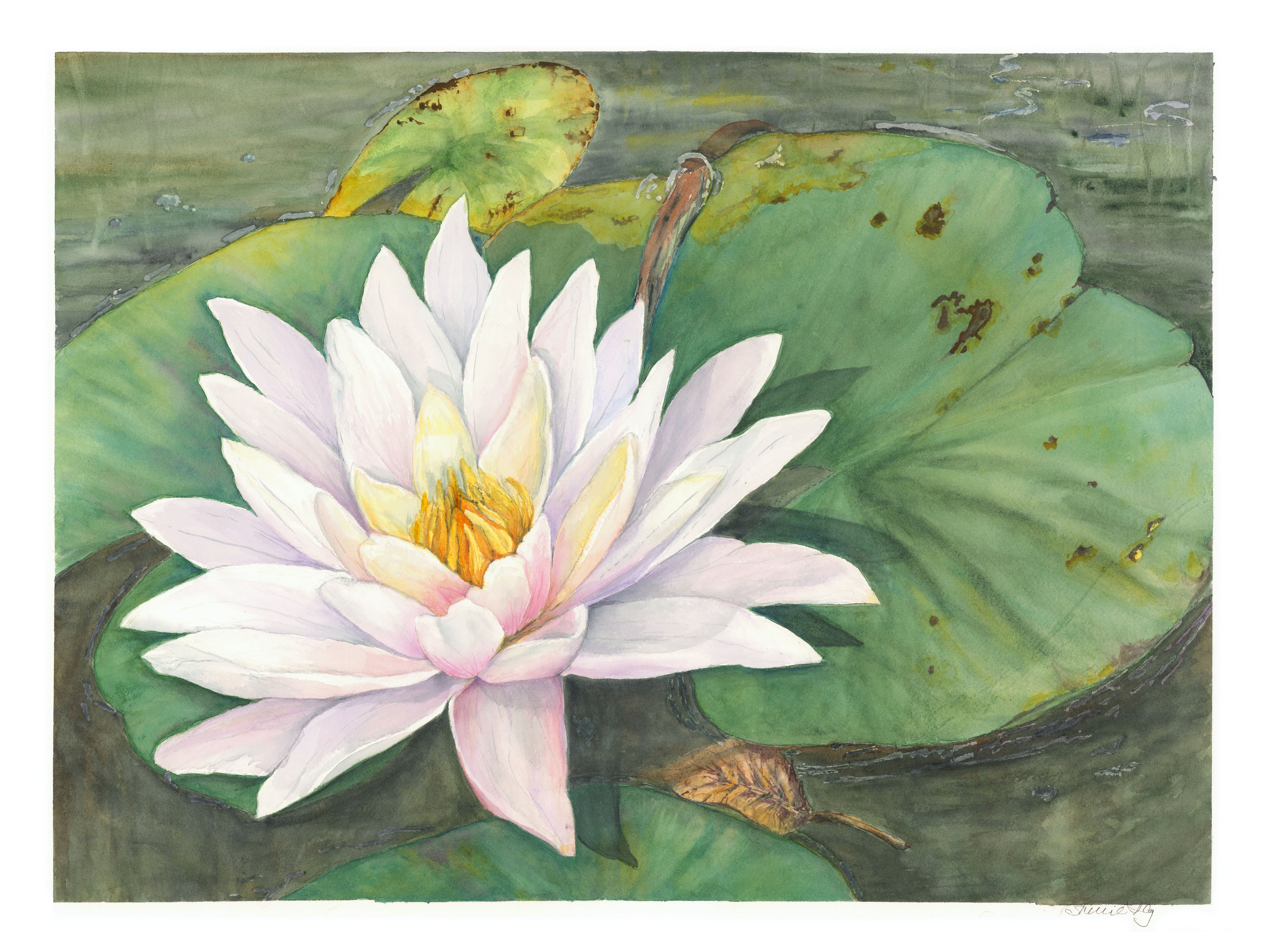 Garden Pond Water Lily Notecards w/envelopes, 3 card set