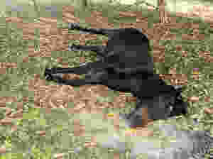 Ataque de abelhas mata dois cavalos no bairro Pinhalzinho - Jornal da Cidade - JC Holambra