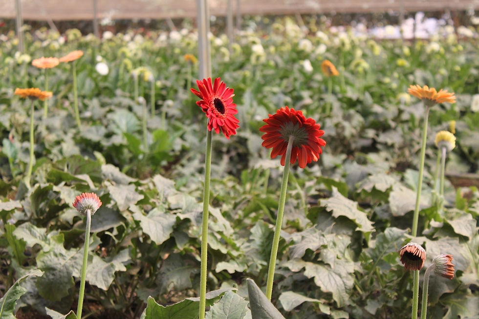Flores-Turismo-Holambra-Gerberas