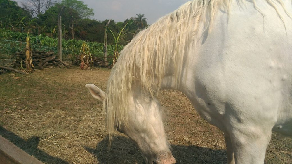 Ataque de abelhas mata dois cavalos no bairro Pinhalzinho - Jornal da Cidade - JC Holambra