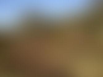 Spring is in the air - timeless New Forest