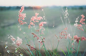 Flowering grasses.jpg