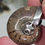 Thumbnail: Ammonite (whole) Fossil Boot Spur Pendant 