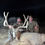 Thumbnail: Mule Deer Hunt Giveaway Ticket
