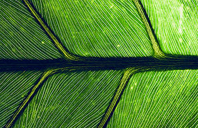 Green Efficient Energy Solutions