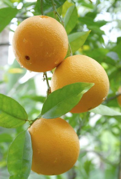 Orange Pic.jpeg